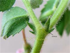  Stipules